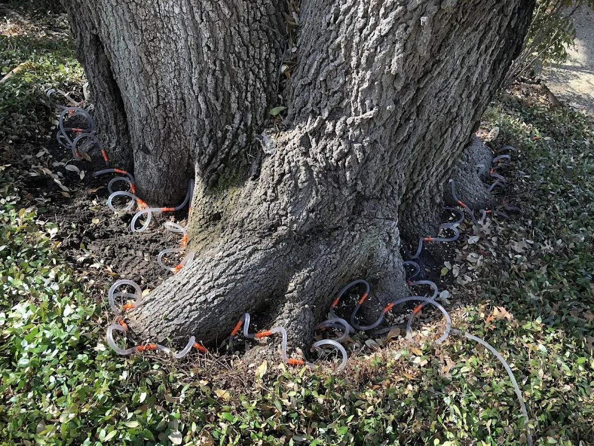 Detailed Tree Cabling and Bracing job site in South Windsor