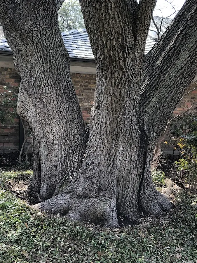 Mature heritage tree close to a South Windsor property cared for by certified arborists